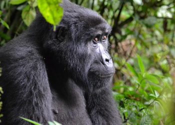 Self-Drive Gorilla Trekking Uganda Safari