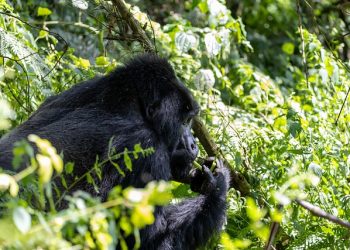 Self-Drive Gorilla Trekking Uganda Safari