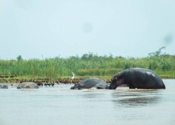 Kibira National Park