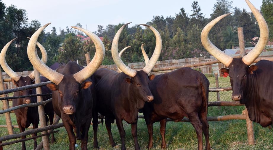 Ankole Long Horned Cattle