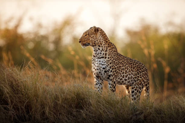 African Safari Cost