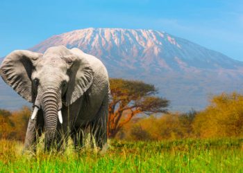 Witness Africa's Greatest Wildlife Witness Africa's Greatest Wildlife