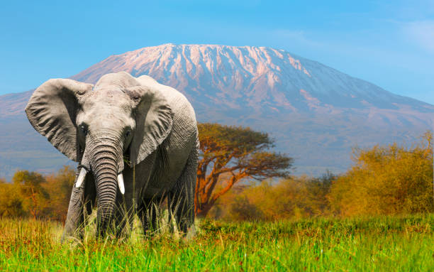 Witness Africa's Greatest Wildlife