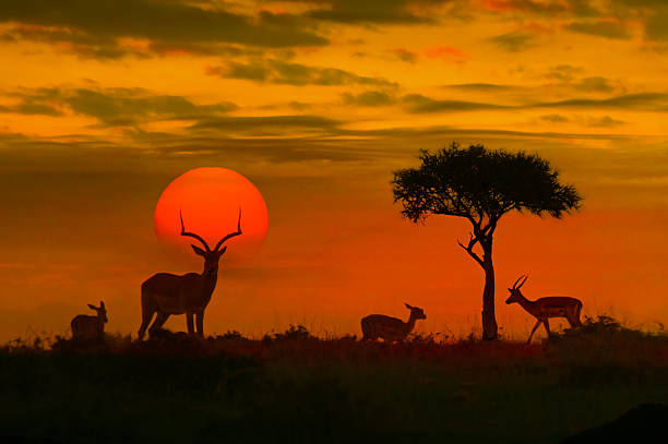Best Time to Visit East Africa