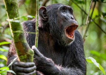 Gorilla & Chimpanzee Trekking Gorilla & Chimpanzee Trekking