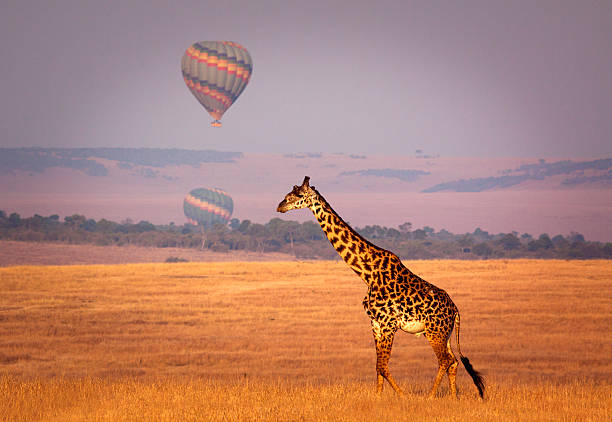 Kenya Self Drive