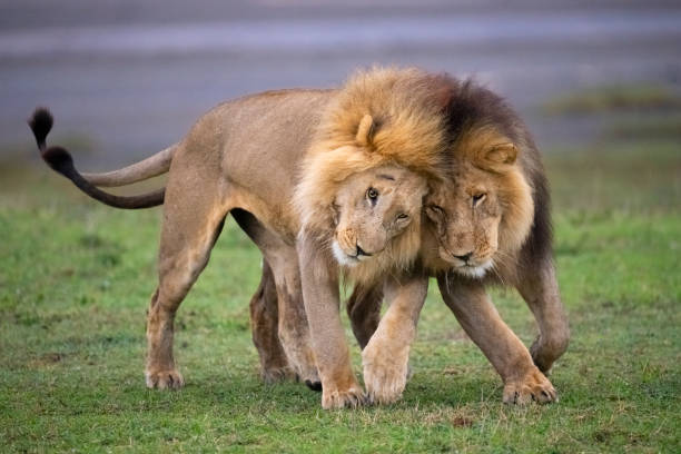 First-Time Self-Drive Safari in East Africa