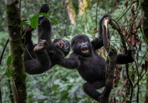 Gorilla trekking safari Gorilla trekking safari