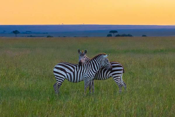 Kenya Safari