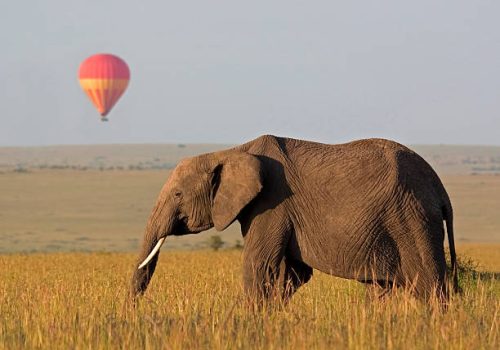 Tanzania Safaris Tanzania Safaris