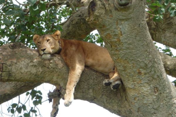 Uganda Tree Climbing Lions