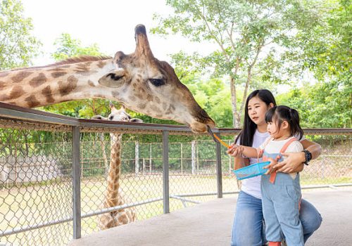 family safari